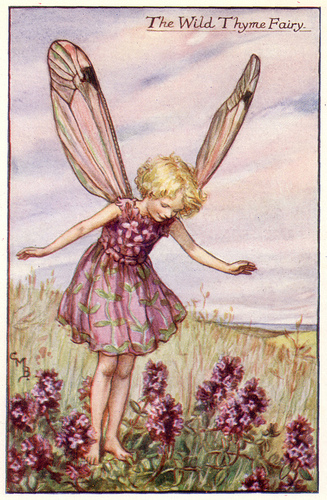 thyme fairy