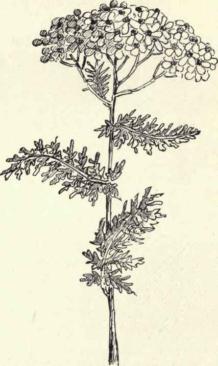 Yarrow-Milfoil-Achillea-Millefolium-238